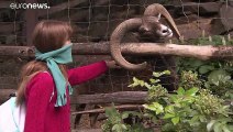 Budapester Zoo wieder offen: Grantiger Löwe und süßes Tapirbaby