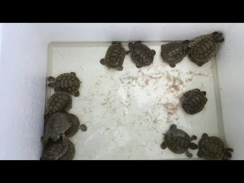 23 critically-endangered baby turtles hatch