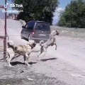 ANADOLU COBAN KOPEKLERi YOL ASAYiS - ANATOLiAN SHEPHERD DOG