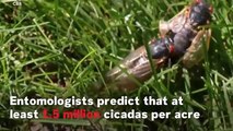 What Is A Cicada? Millions Of Seasonal Noisy Bug Set To Emerge Again After 17 Years