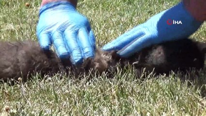 Tilki yavrusu zannettiler, gerçek barınakta ortaya çıktı