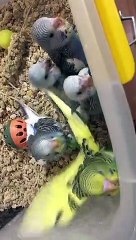 Parrots Are Not Patient for Food