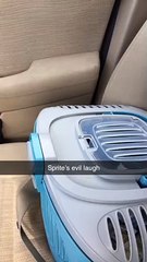 Quaker Parrot Cackles His Evil Laugh