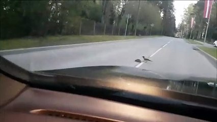 Crow Helps Hedgehog to Cross the Street