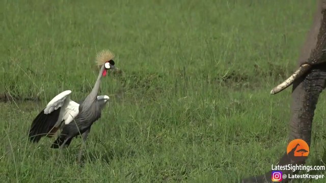 Cet oiseau courageux chasse un éléphant... Petit mais costaud