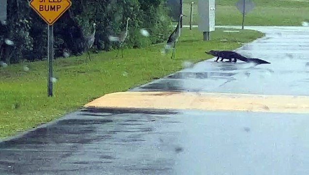Un alligator face à 3 grues cendrées se rend vite compte qu'il n'aura pas le dessus