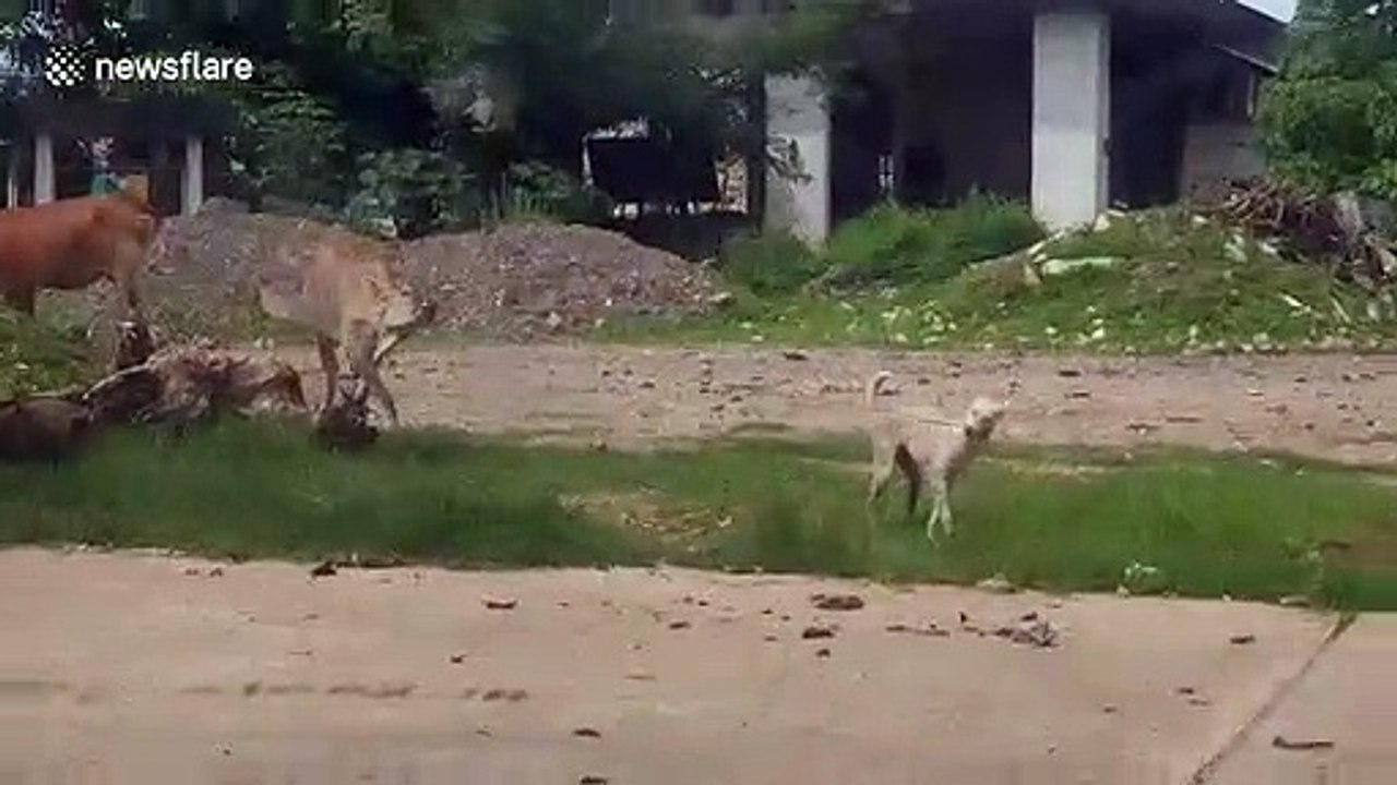 Pet dog leads cow friend on a rope to a patch of grass to graze together