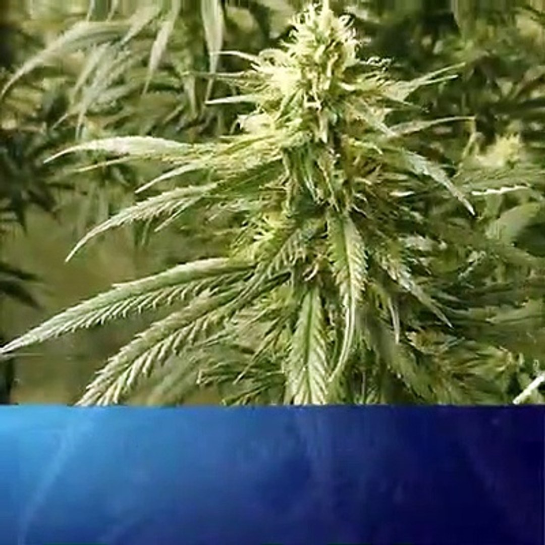eastwood cannabis