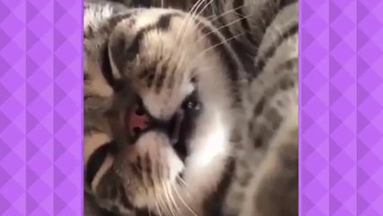 funny cat |funny animal | try not to laught | cat | pet | animal | funny | cute and funny cat video by zubair | baby cat