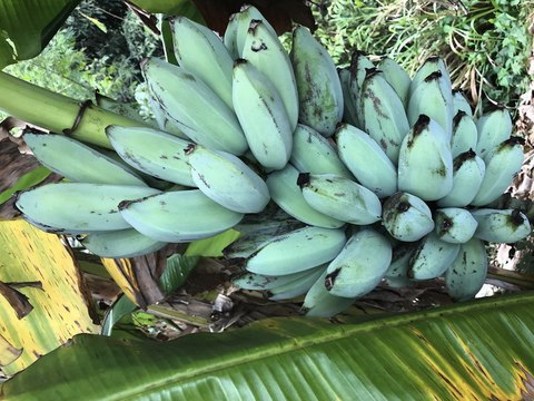 BLUE JAVA BANANAS! They taste like vanilla ice cream and you can grow them in Arizona - ABC15 Digital