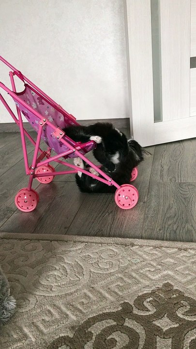 Whimsical Kittens Playing on a Stroller