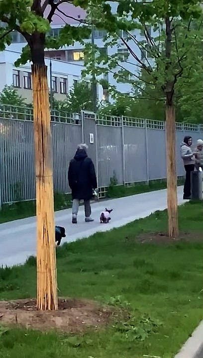 Tiny Steps for Adorable Dog