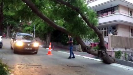 Başkentte fırtına nedeniyle ağaç devrildi - ANKARA
