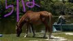 Wild Stallion Thought to Be Dead Remerges from Outer Banks Swamp 150 Pounds Heavier