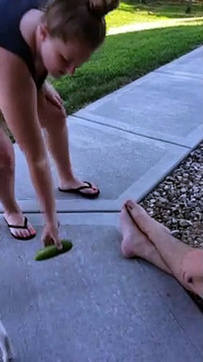 Lazy Cat Naps at the Sight of Cucumber