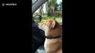 Shiba Inu dog in Sweden moves to Kylie Minogue's 'Can't Get You Out Of My Head'