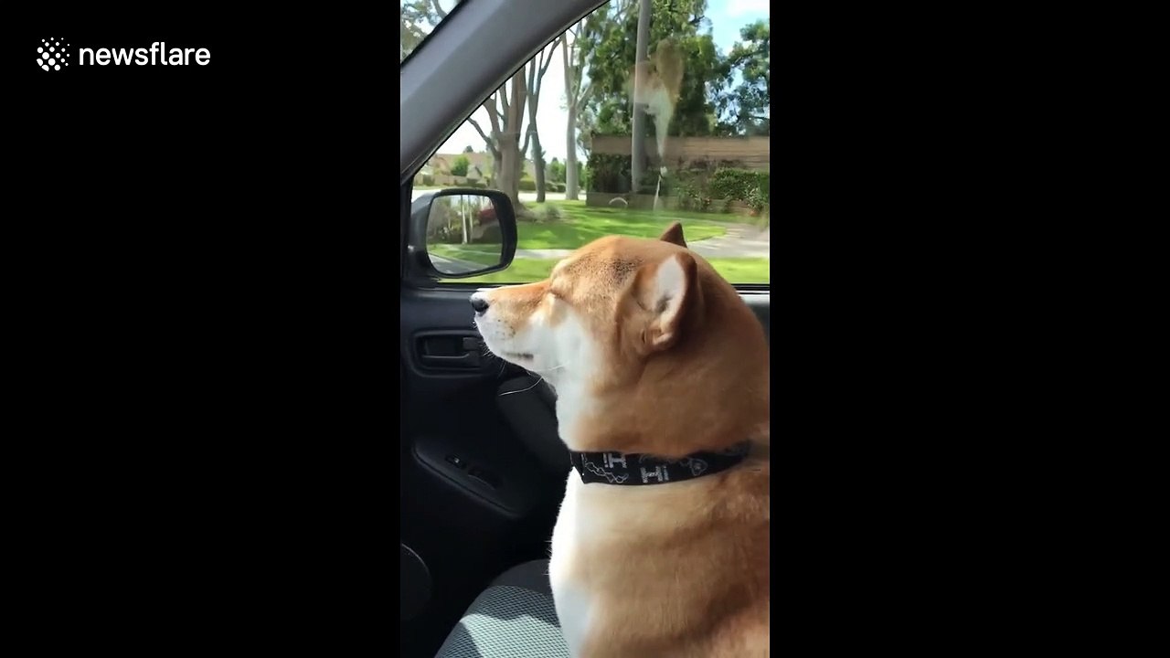 Shiba Inu dog in Sweden moves to Kylie Minogue's 'Can't Get You Out Of