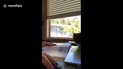 Adorably intrusive cat ruins Los Angeles woman's online studying
