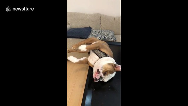 Snoring dog in California hilariously falls off the table as it sleeps