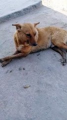 Comedy & Entertainment Dog