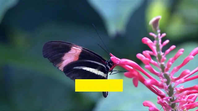 8-noticeably-powerful-domestic-treatments-for-blackheads