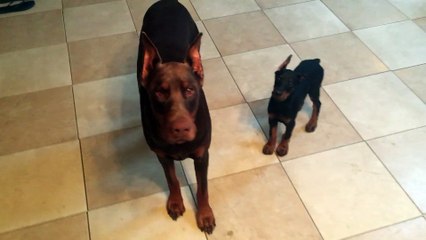 Persistent Pooch and Obedient Pup Share a Glance