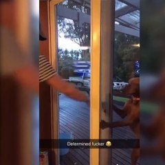 Funniest Animals  - Awesome Funny Animals' Life Videos