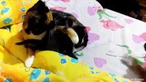 Funny Videos - Cats taking care and Protecting their cute Kittens safety