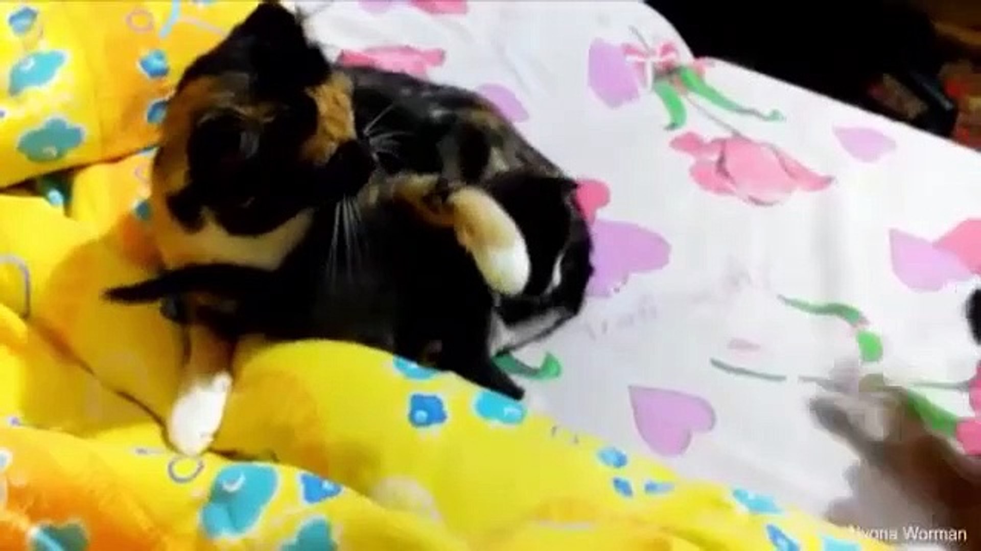 ⁣Funny Videos - Cats taking care and Protecting their cute Kittens safety