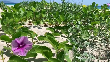 Nhật Cường khoe giọng hát