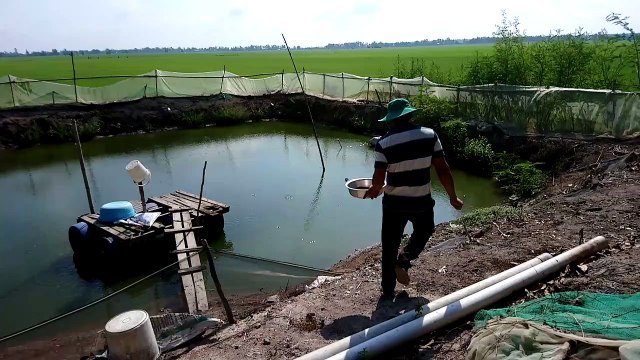 Raising colorful fish, adopt fish, Fried fish