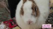 rabbit nature-rabbit nature in hindi-nature touch-rabbit natural sound---By Anil Verma. 19