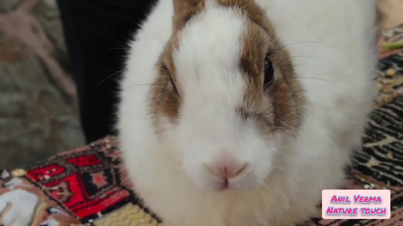 rabbit nature-rabbit nature in hindi-nature touch-rabbit natural sound---By Anil Verma. 19