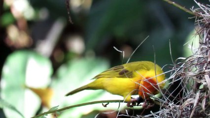 How birds make nests #nest