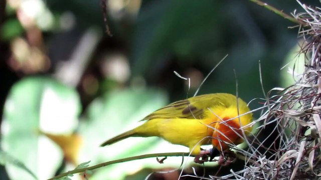 How birds make nests #nest