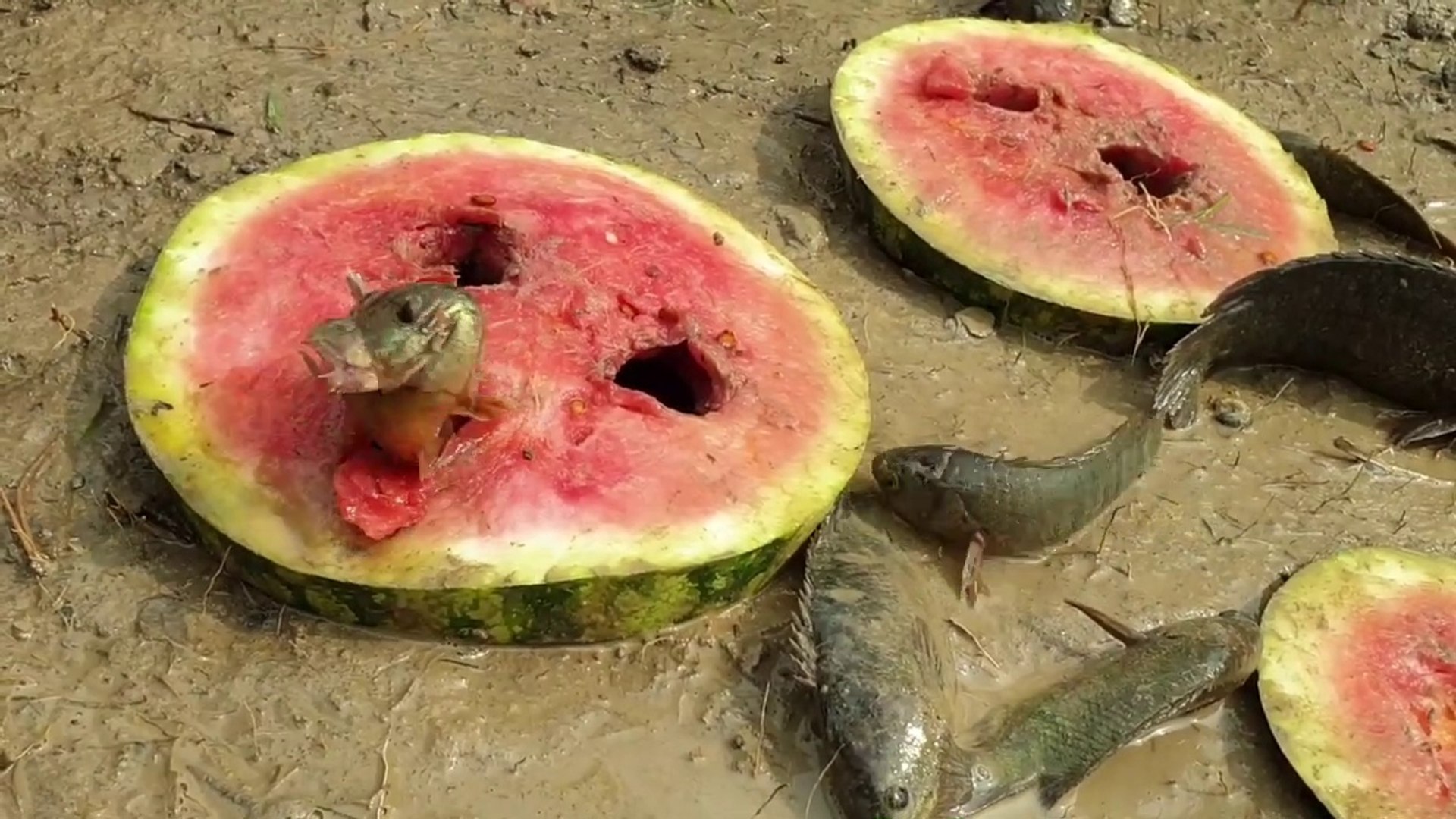 Amazing Fishing Technique With Watermelon Fish Come Out From Many