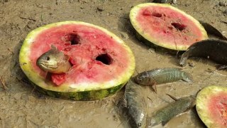 Amazing Fishing Technique With Watermelon- Fish Come Out From Many Hole - Fruit Fishing Video.