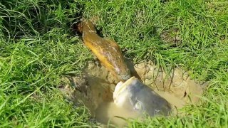 Big Eel Vs Fish - Amazing Hunting Video - Fish Eating Big Eel.