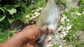 Fishing With Murmure - Unique And Natural Fishing- Most attractive Fishing video -