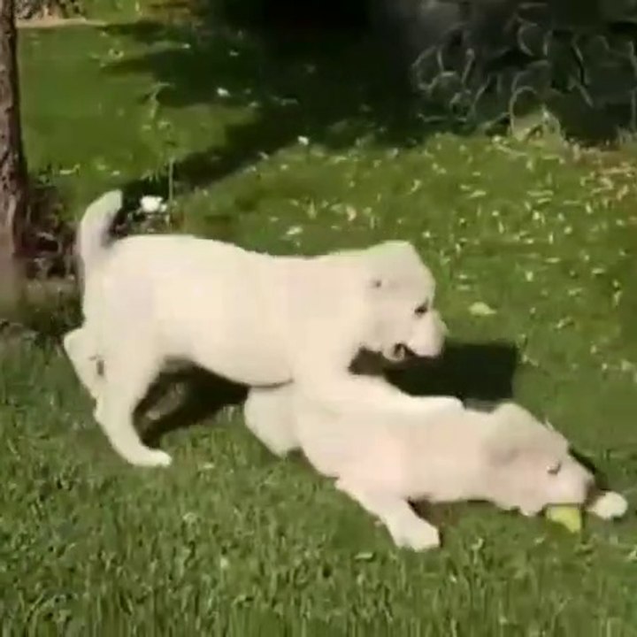 ALABAY YAVRULARININ SEViMLi HALLERi - CUTE ALABAi SHEPHERD DOG PUPPiES