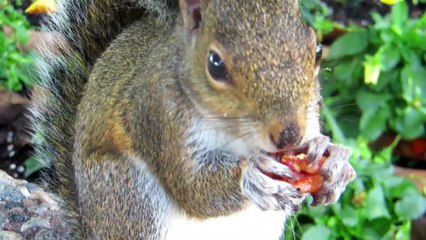 The squirrel is very clever # squirrel