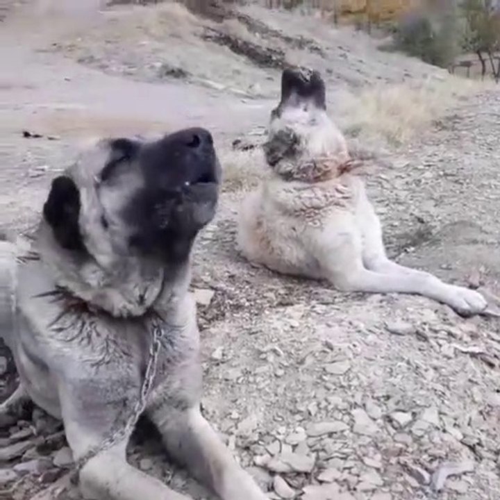 SiVAS KANGAL KOPEKLERi EZANI DUYUNCA - KANGAL SHEPHERD DOGS