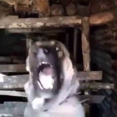 CON SiNiRLi ANADOLU COBAN KOPEGi - VERY ANGRY ANATOLiAN SHEPHERD DOG