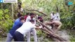 Sourav Ganguly fixes mango tree which got uprooted due to Cyclone Amphan