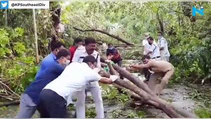 Sourav Ganguly fixes mango tree which got uprooted due to Cyclone Amphan