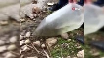 Van’daki göl ve göletlere 180 bin balık yavrusu bırakıldı