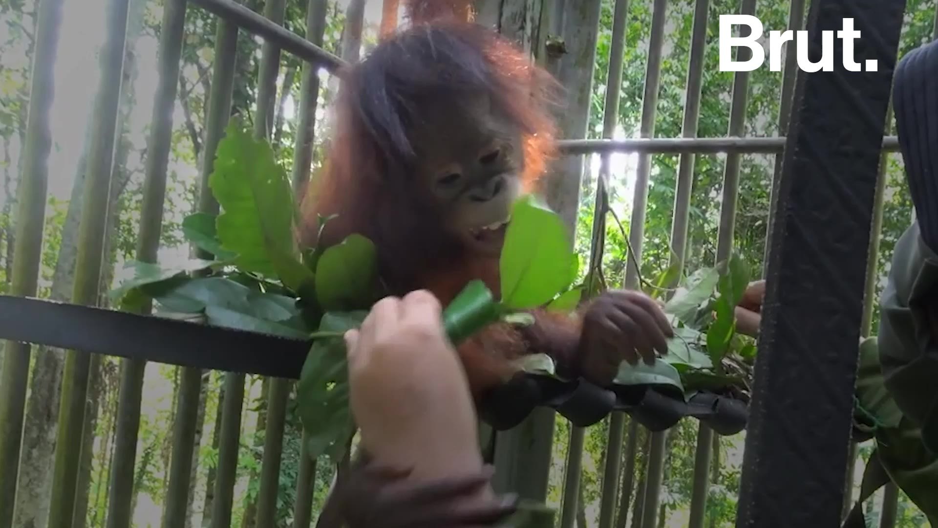 Orphaned orangutan saved by Four Paws