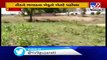 Swarm of locusts hit Botad, farmers worried- TV9News