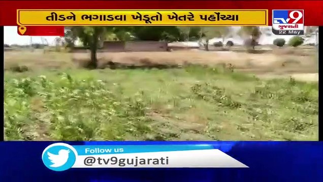 Swarm of locusts hit Botad, farmers worried- TV9News