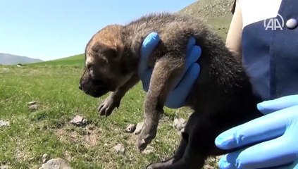 Mehmetçik dağda bulduğu kurt yavrularına sahip çıktı